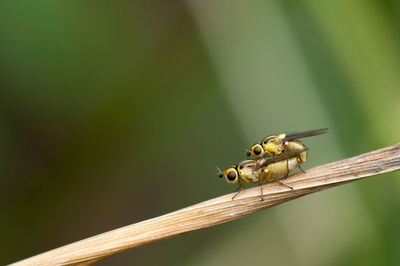 Close-up of insect on plant