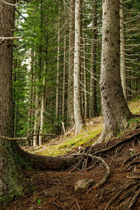 Pine trees in forest