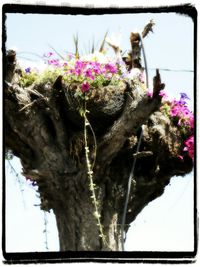 Plants growing on a tree