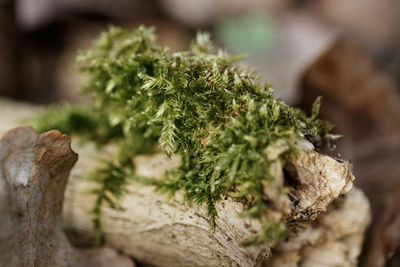 Close-up of christmas tree