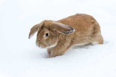 Portrait of a dog on snow covered land