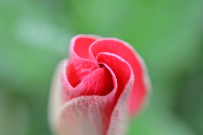 Close-up of red rose