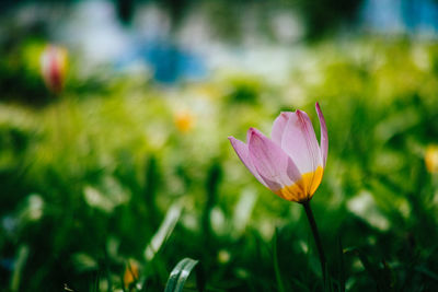 Close-up of flowers blooming in field