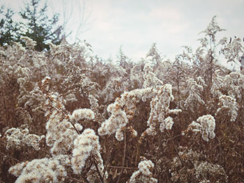 Close-up of frozen plants against sky