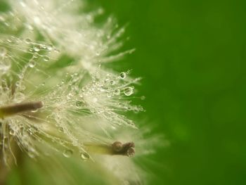 Close-up of water drops on dandelion