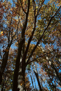 Low angle view of trees in forest