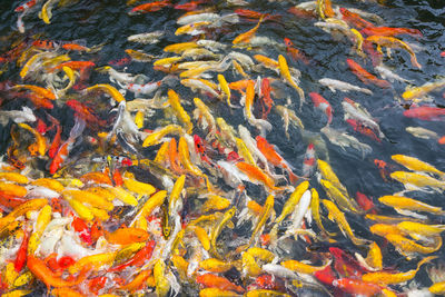 High angle view of koi carps swimming in lake