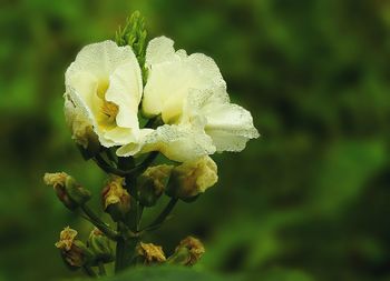 Close-up of yellow flower