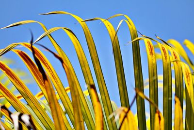 Close-up of yellow crops against clear sky