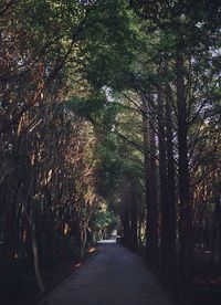 Trees in forest