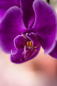 Close-up of purple crocus flower