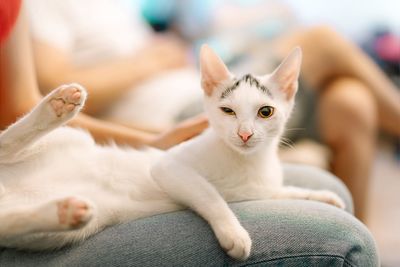 Portrait of white small cat relaxing on owner's lap at home