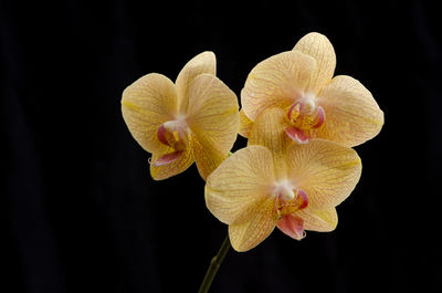 Close-up of orchids against black background