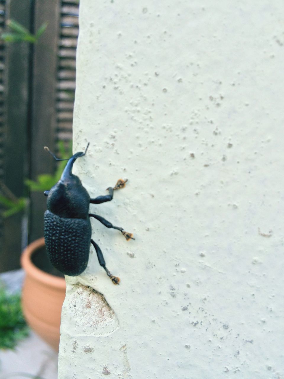 animals in the wild, animal themes, one animal, wildlife, bird, full length, insect, focus on foreground, pigeon, perching, day, rear view, outdoors, selective focus, walking, close-up, nature, lifestyles