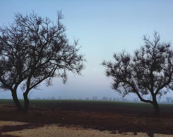 Tree on field against clear sky