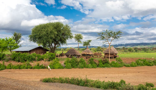 Trees and houses on field against sky