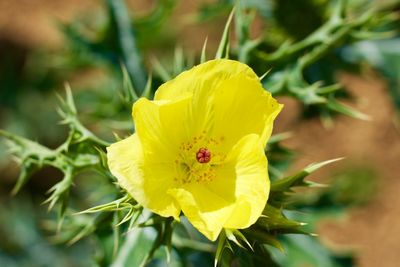 Close-up of insect on yellow flower