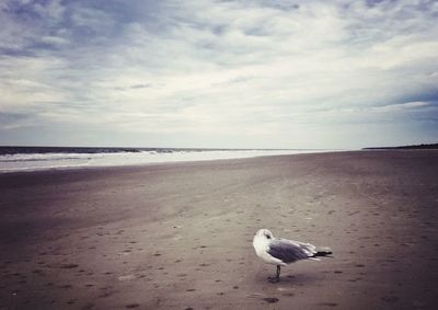 Seagulls on beach