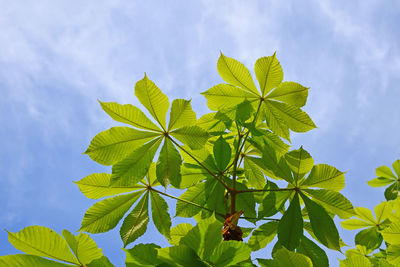 Low angle view of leaves against cloudy sky