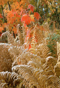 plant