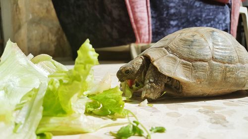 Close-up of turtle eating lettuce on floor at home