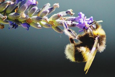 Close-up of insect on flower