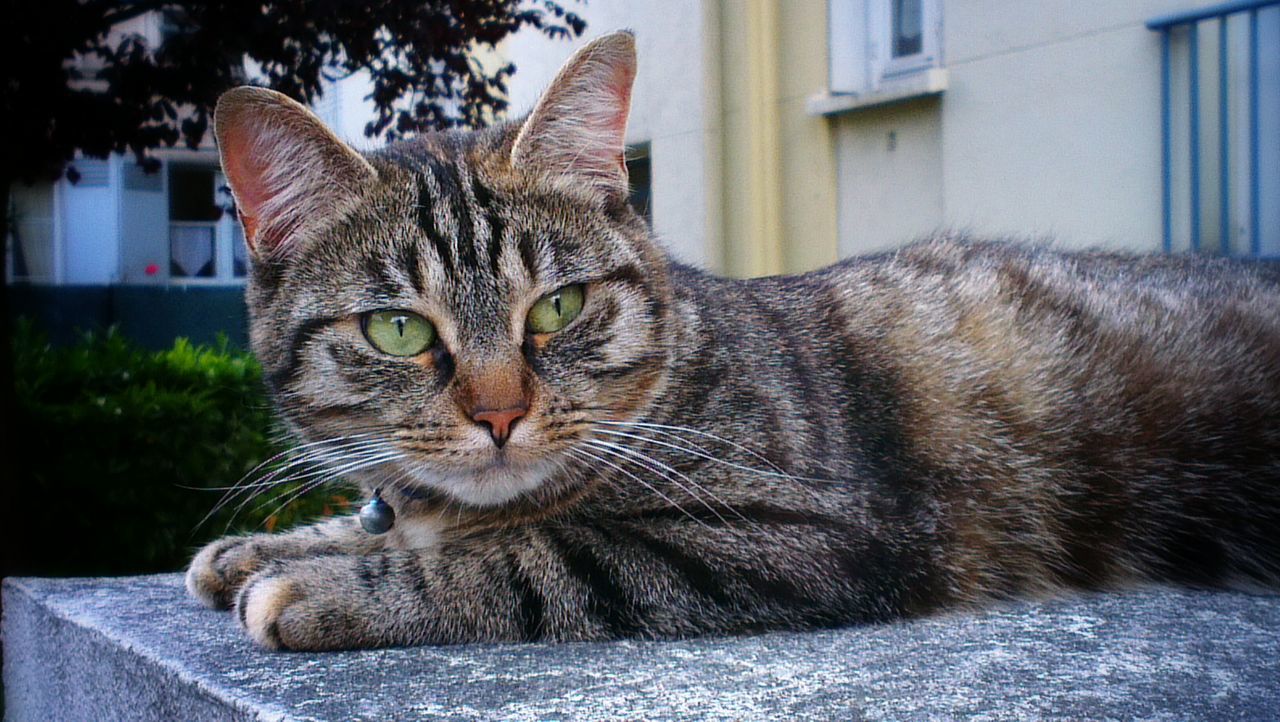 domestic cat, cat, pets, domestic animals, one animal, feline, animal themes, mammal, whisker, relaxation, lying down, close-up, resting, indoors, portrait, tabby, looking at camera, animal head, focus on foreground