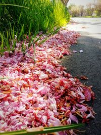 Close-up of pink flowers