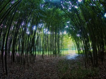 Bamboo trees in forest