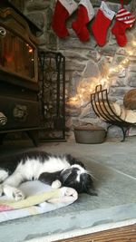 View of cat sleeping on floor