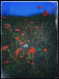 Close-up of poppy on field against sky