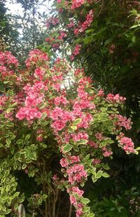 Pink flowers blooming on tree