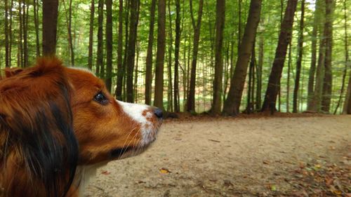 Close-up of dog in forest