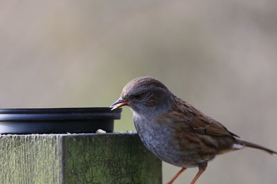 Close-up of bird perching on wooden railing