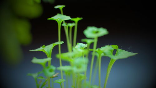 Close-up of fresh green plant