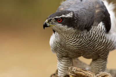 Close-up of a bird