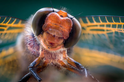 Close-up of spider