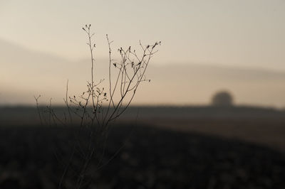 Close-up of plant on land against sky during sunset