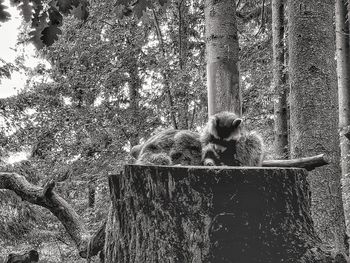 Cat sitting on tree trunk in forest