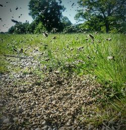 Plants growing on grassy field