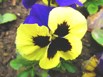 Close-up of flower blooming outdoors