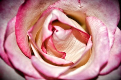Close-up of pink rose