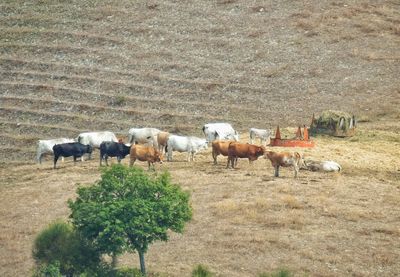 Cows grazing on field