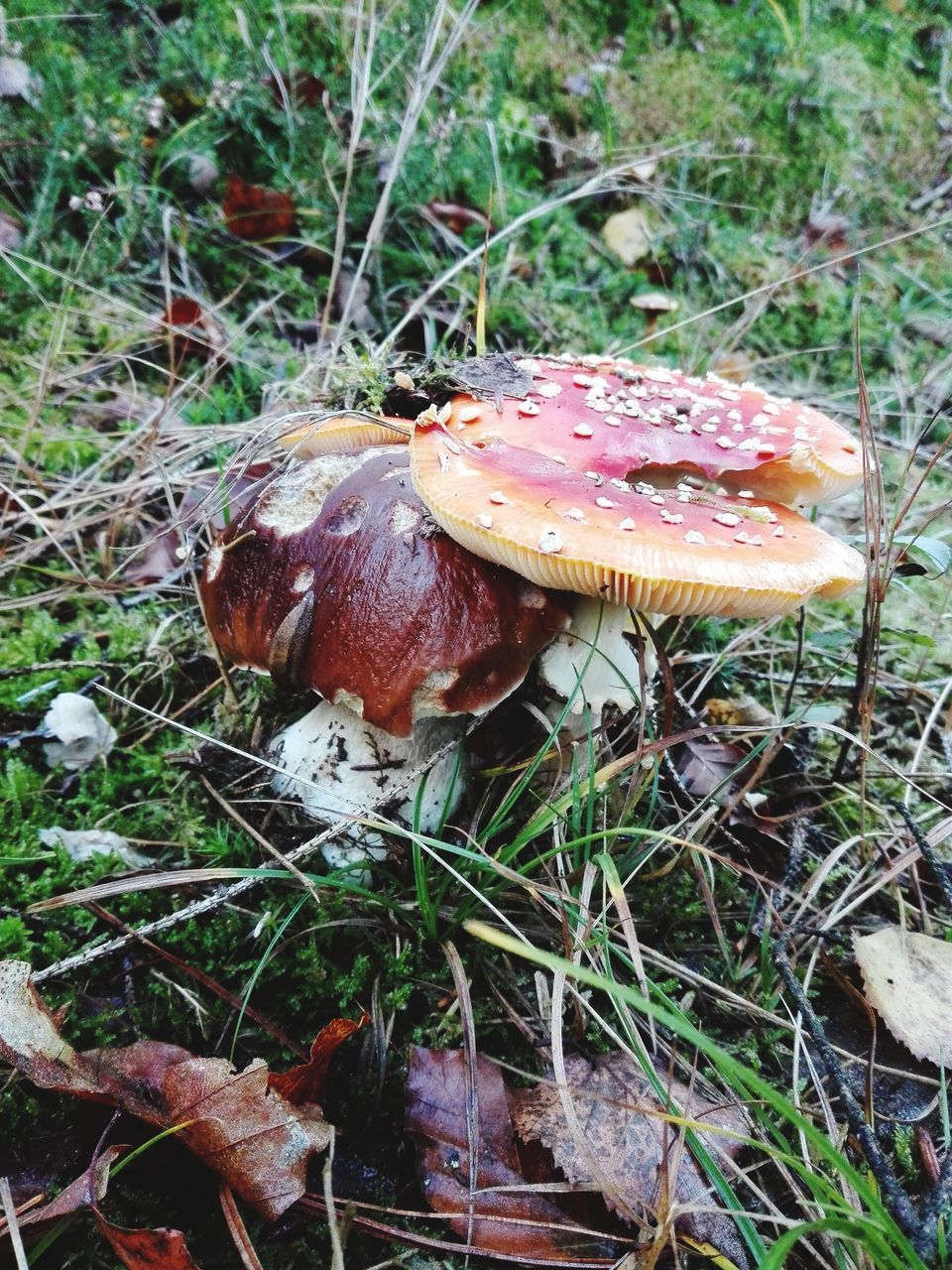 CLOSE-UP OF MUSHROOMS ON FIELD