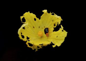 Close-up of yellow flower against black background