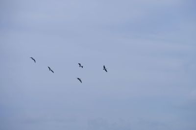 Low angle view of birds flying in sky