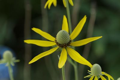 Close-up of yellow flowering plant