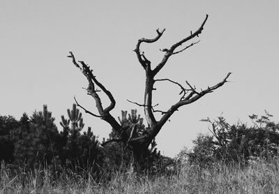 Bare tree on field against clear sky