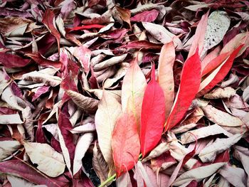 Full frame shot of autumn leaves