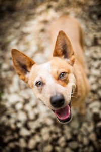 Close-up portrait of a dog